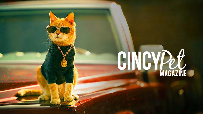 Scooter the Neutered Cat Gives Exclusive Interview to CincyPet