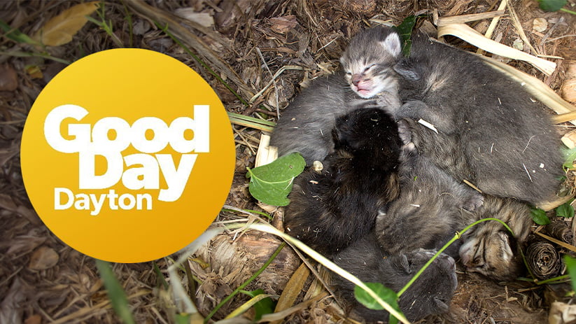 The Dos & Don’ts of Kitten Season: Scooter and Deborah Cribbs Visit Good Day Dayton