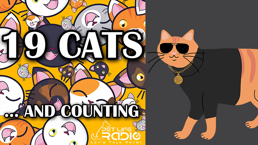 Caring for Community Cats: Give Them Ten Featured on 19 Cats and Counting Podcast