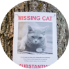 missing cat